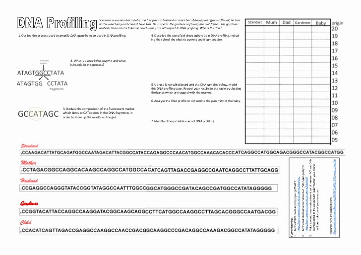 Dna Fingerprinting Worksheet Answers New Find the Cat Dna Profiling Worksheet