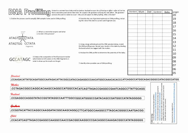 50 Dna Fingerprinting Worksheet Answers Chessmuseum Template Library