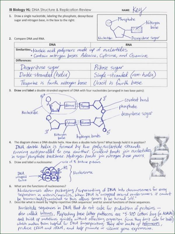 Dna Mutation Practice Worksheet Answers Lovely Dna Mutations Practice Worksheet Answers