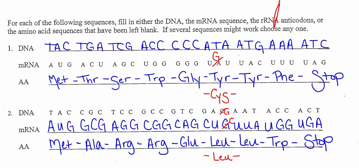 Dna Mutation Practice Worksheet Answers Luxury Ec Honors Biology April 2013