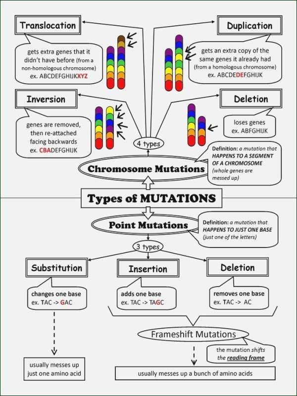Dna Mutations Practice Worksheet Answer Inspirational Dna Mutations Practice Worksheet Answers
