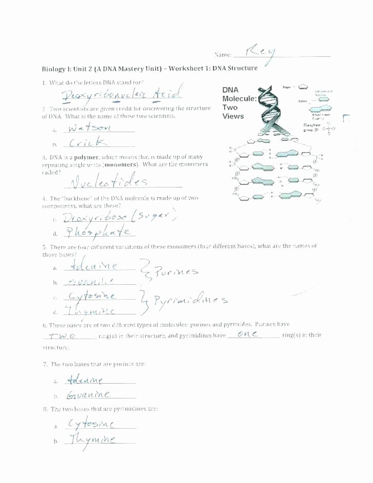 Dna Replication Coloring Worksheet Awesome Dna the Double Helix Coloring Worksheet Key