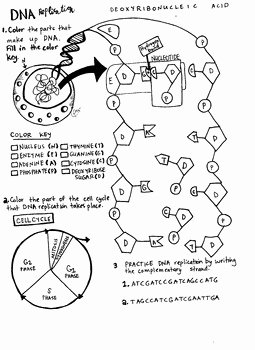 Dna Replication Coloring Worksheet Luxury Dna Replication Coloring Sheet by Scientifically Speaking