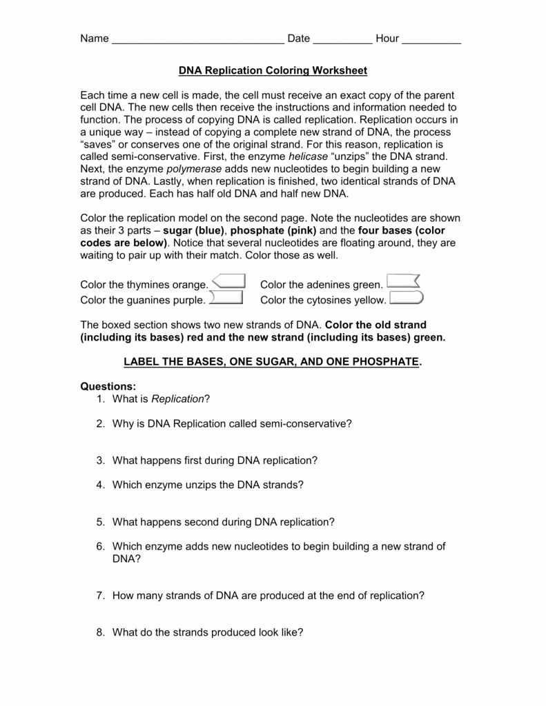 Dna Replication Coloring Worksheet New Dna Replication Coloring Worksheet