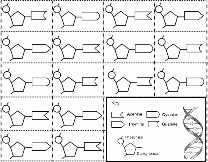 Dna Replication Coloring Worksheet Unique Dna Coloring Activity Worksheet – Lifewiththepeppers