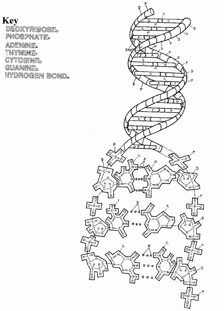 Dna Replication Coloring Worksheet Unique Dna Coloring Page Coloring Home