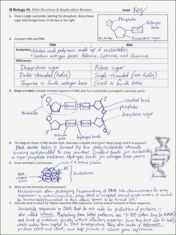 Dna Replication Review Worksheet Awesome Phases the Cell Cycle Worksheet Answer Key