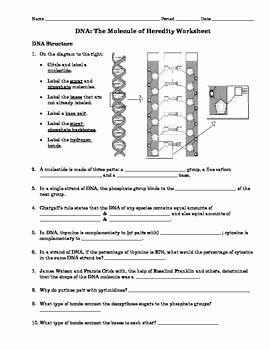 Dna Replication Review Worksheet Awesome This is An Activity Over &quot;dna the Molecule Of Heredity
