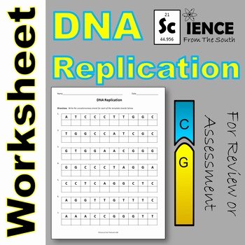 Dna Replication Review Worksheet Beautiful Dna Replication Worksheet Printable to Use for Review or