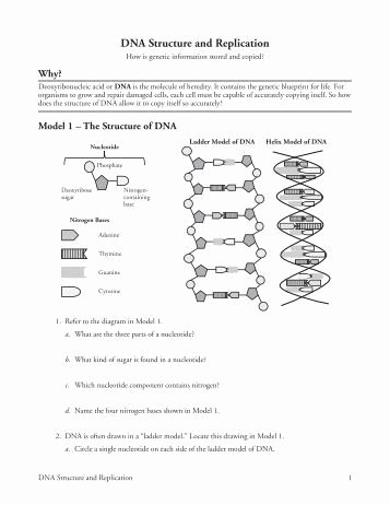 Dna Replication Review Worksheet Inspirational Dna and Replication Worksheet solon City Schools