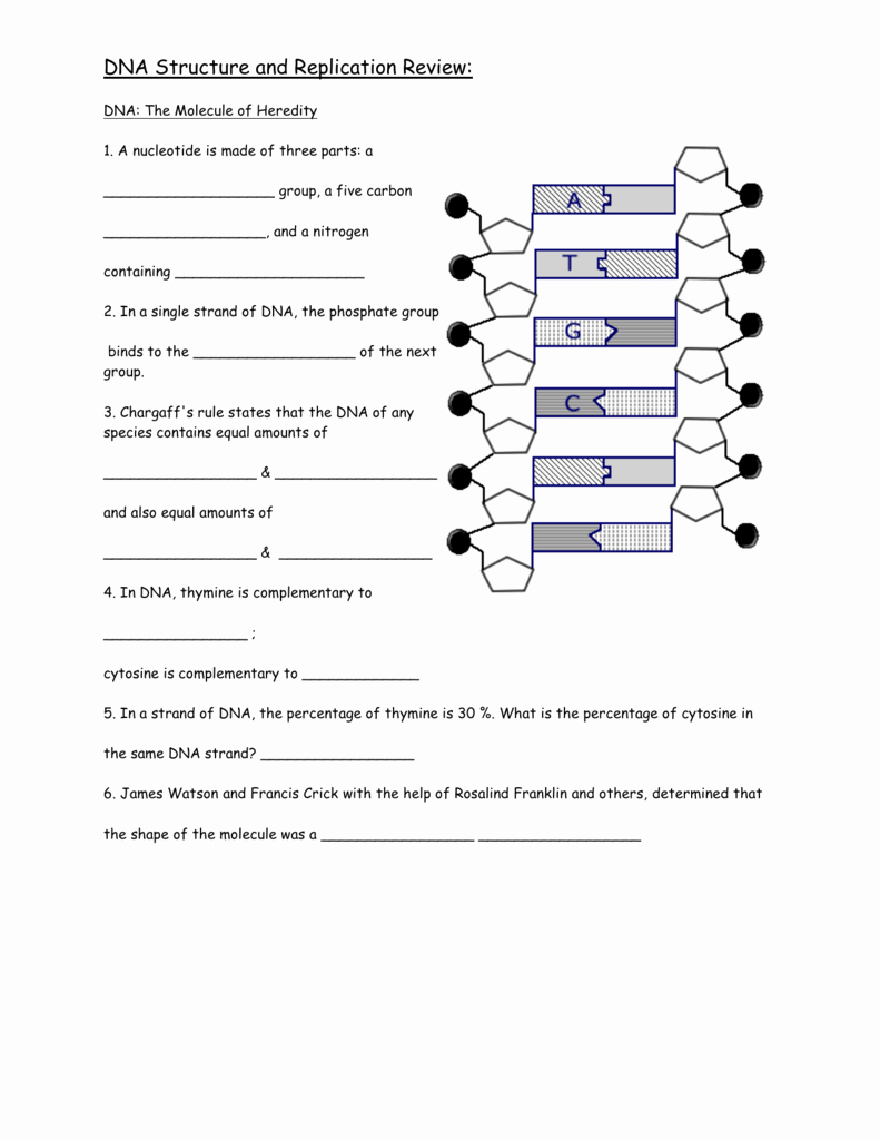 Dna Replication Review Worksheet Lovely Worksheet Dna the Molecule Heredity Worksheet Grass