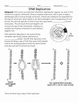 Dna Replication Review Worksheet Luxury Dna Replication Worksheet by Activelearning