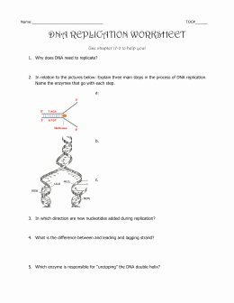 Dna Replication Review Worksheet Unique Dna Replication Worksheet – Watch the Animations and Answer