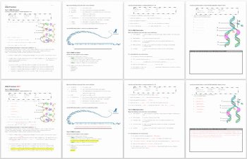 Dna Replication Review Worksheet Unique Dna Structure Function and Replication Review Worksheet