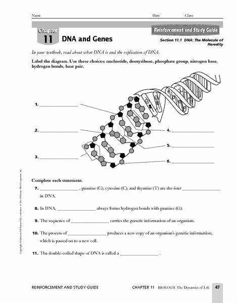 Dna Replication Worksheet Answer Key Beautiful Dna Structure Worksheet
