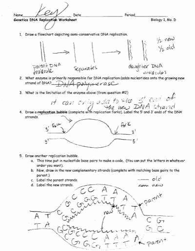 Dna Replication Worksheet Answers Best Of Dna Structure and Replication Worksheet
