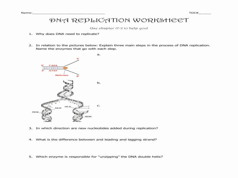 Dna Replication Worksheet Answers Elegant Dna Replication Worksheet Answers