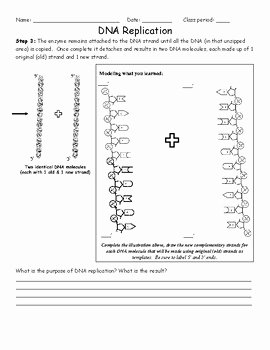 Dna Replication Worksheet Answers Inspirational Dna Replication Worksheet by Activelearning