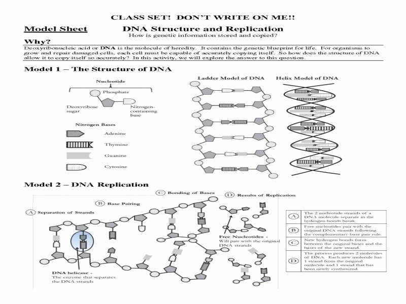 Dna Replication Worksheet Answers Unique Dna Replication Worksheet Answers