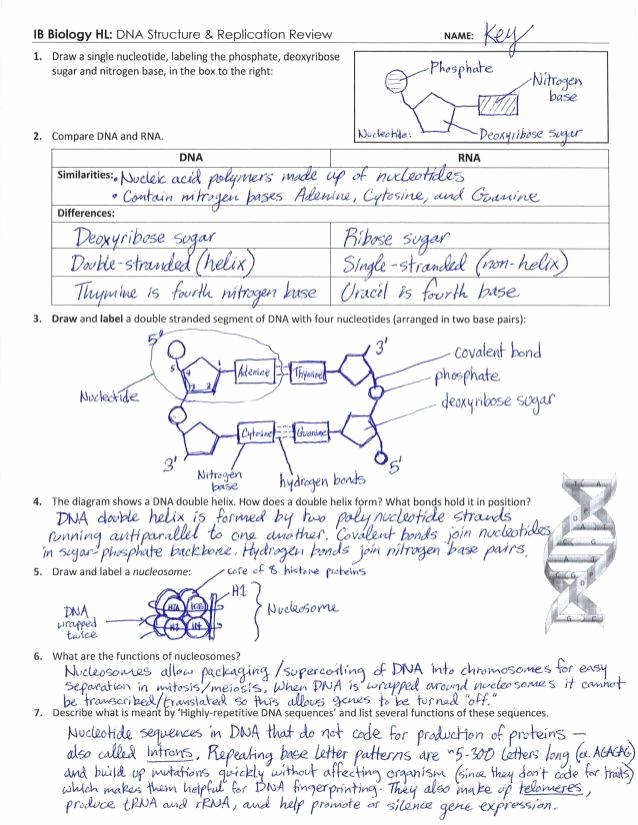 Dna Replication Worksheet Key Fresh Dna the Double Helix Coloring Worksheet Answers