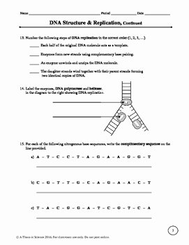 Dna Replication Worksheet Key Luxury Dna Structure and Replication Worksheet by A Thom Ic
