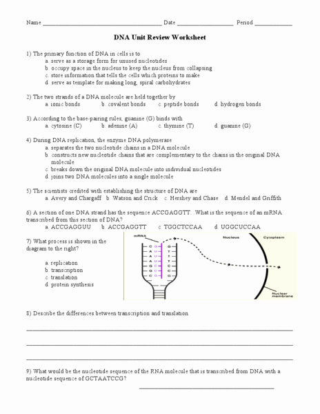 Dna Replication Worksheet Key Unique Gallery Protein Synthesis Worksheet Lesson Plans Inc