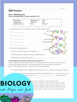 Dna Structure and Replication Worksheet Beautiful Dna Structure Function and Replication Review Worksheet