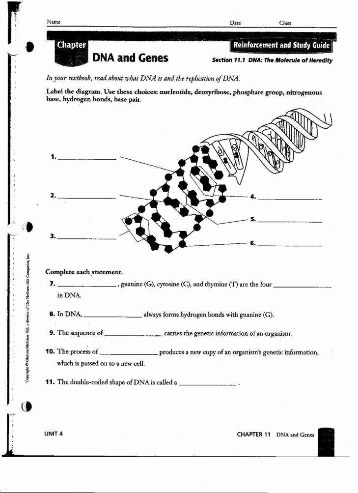 Dna Structure and Replication Worksheet Best Of Dna Replication Worksheet Answers