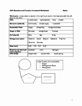 Dna Structure and Replication Worksheet Best Of Hydrogen Bond Dna and Worksheets On Pinterest