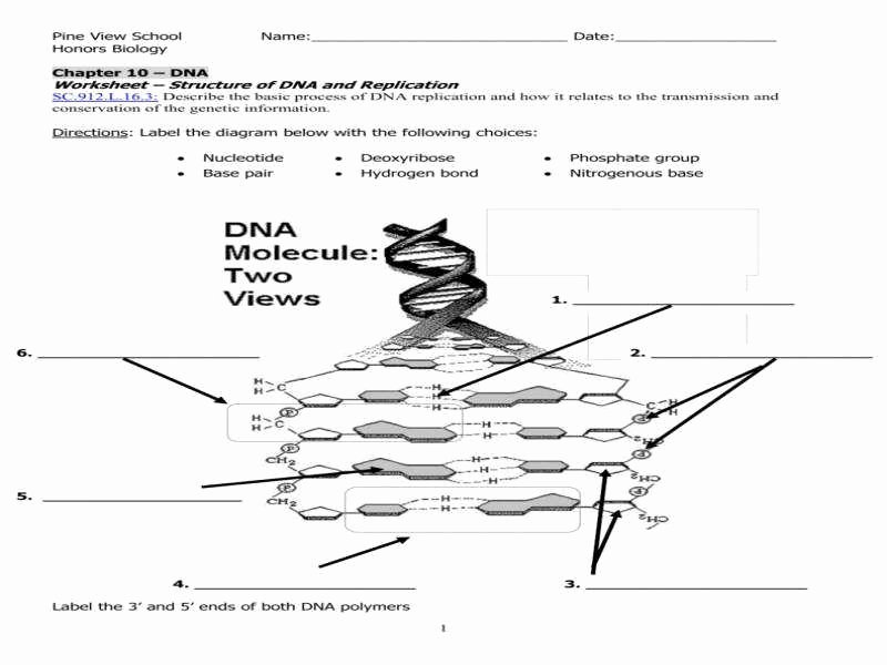 Dna Structure and Replication Worksheet Elegant Dna Structure and Replication Worksheet
