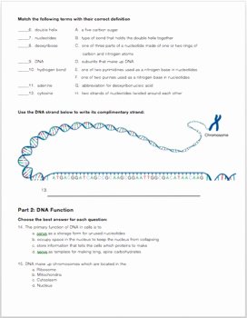 Dna Structure and Replication Worksheet Elegant Dna Structure Function and Replication Review Worksheet
