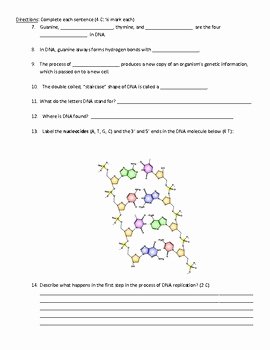 Dna Structure and Replication Worksheet Lovely Dna Structure and Replication Worksheet by Scientific