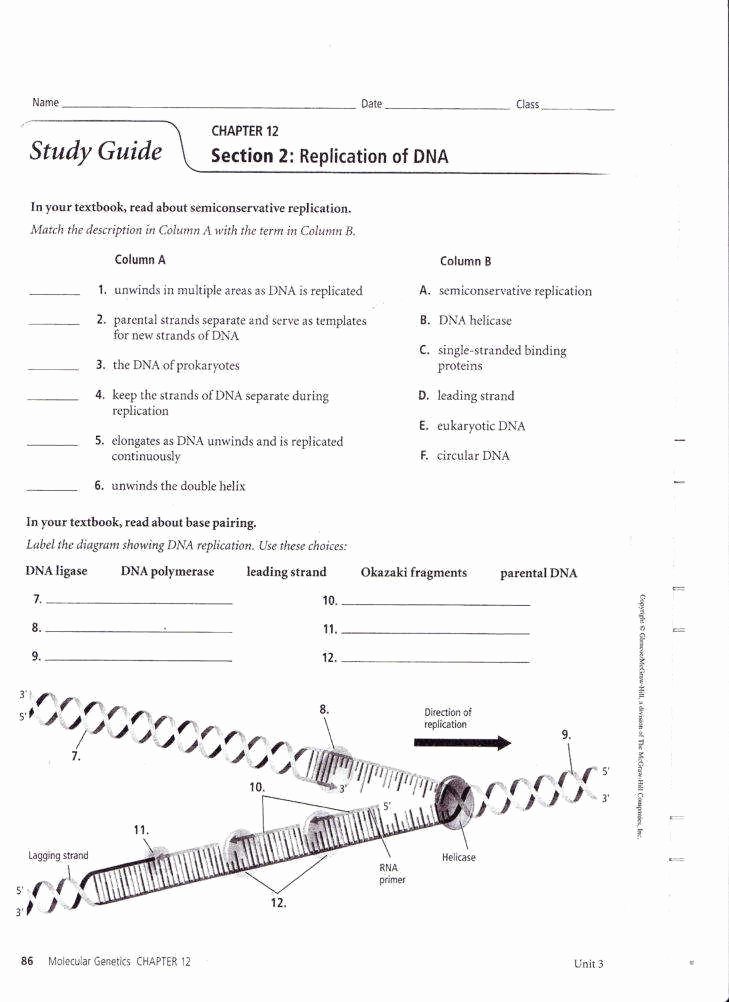 Dna Structure and Replication Worksheet Luxury Dna Replication Worksheet Answers