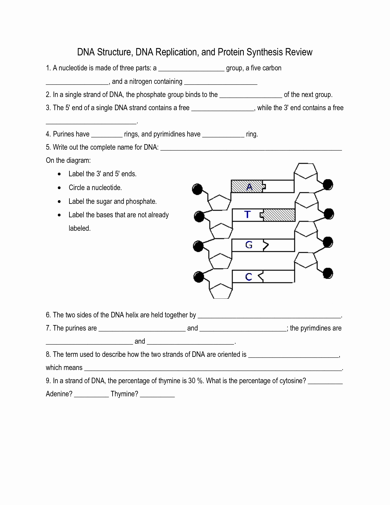 50 Dna Structure Worksheet Answer