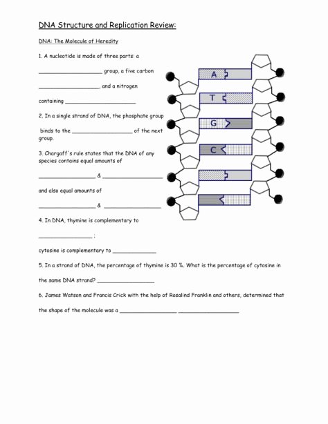 Dna Structure Worksheet Answer Elegant Dna Structure and Replication Worksheet Answers Key