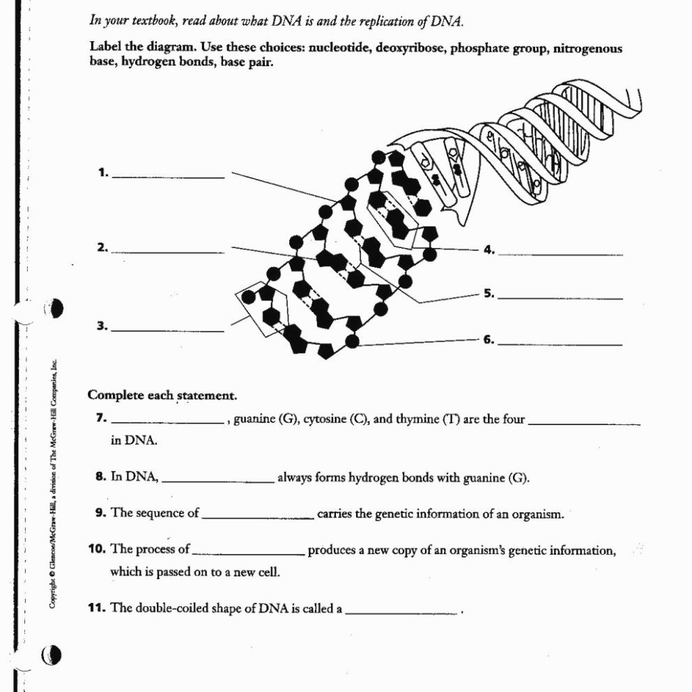 Dna Structure Worksheet Answer Fresh 14 Things You Probably Didn T