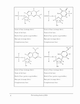 Dna Structure Worksheet Answer Fresh Dna Structure Worksheet Identifying Nucleotides by