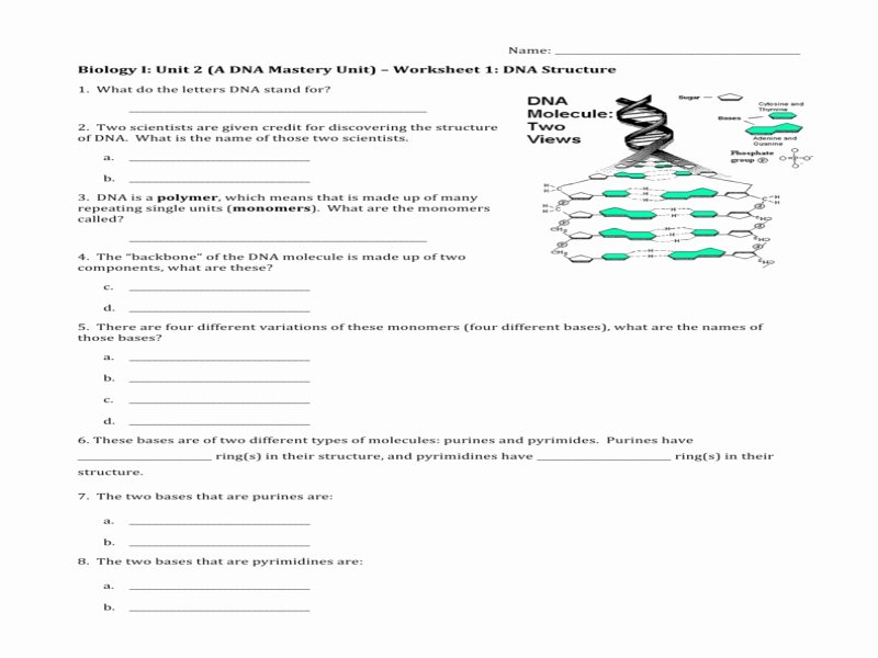 Dna Structure Worksheet Answer Key Best Of Worksheet 1 Dna Structure Free Printable Worksheets