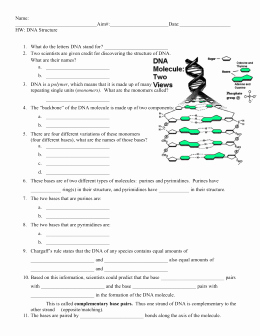 Dna Structure Worksheet Answer Key Inspirational Dna Structure Worksheet