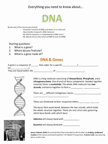 Dna Structure Worksheet Answer Lovely Dna &amp; Base Pairing by Swhuntergordon Teaching Resources