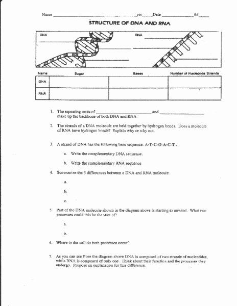 Dna Structure Worksheet Answer Lovely Dna Homework Sheet