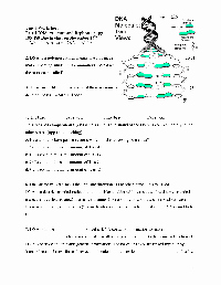 Dna Structure Worksheet Answer Luxury 12 Best Of Letter Cancellation Worksheets Letter