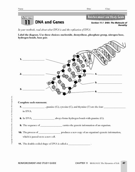 Dna Structure Worksheet Answer Luxury 30 Dna Structure and Replication Answer Key Answer