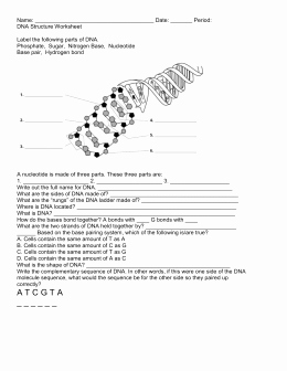 Dna Structure Worksheet Answer New Dna Rna Protein Synthesis Review