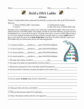 Dna Structure Worksheet Answer Unique Build A Dna Ladder Worksheet by Ian Keith