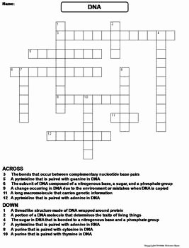 Dna Structure Worksheet Answer Unique Dna Structure and Function Worksheet Crossword Puzzle by