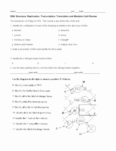 Dna Structure Worksheet Answer Unique Dna Structure Replication Transcription Translation and