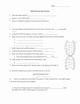 Dna Structure Worksheet Answer Unique Worksheet Dna Structure Replication and Genetic Code