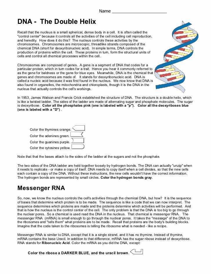 Dna the Double Helix Worksheet Awesome Dna Coloring