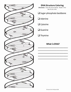 Dna the Double Helix Worksheet Awesome Dna Structure Double Helix Coloring Printable Worksheet